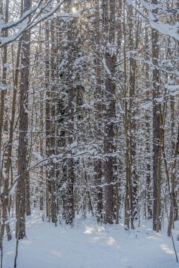 Orta Ontario, Kanada 'da kış güneşli ormanlar
