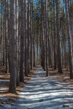 Ağaçlar ve kar ormandaki güneşli kış gününde