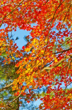 Killarney Park, Kanada 'da Orman Gölü' nün üzerinde gün doğumu