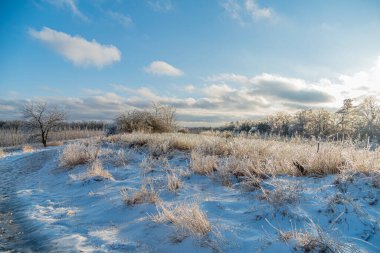 Kuru çimen bıçakları, dondurucu bir yağmur fırtınasından sonra buzla kaplanmış.