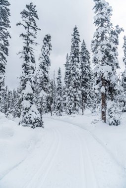 Banff Park 'taki Louise Gölü yakınlarındaki Forest' te kayak pisti, Alberta, Kanada