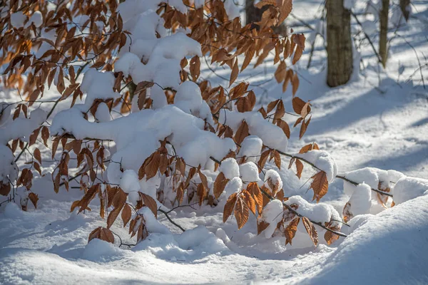 Bomen Grond Onder Sneeuw Zonnige Winterdag Stockfoto