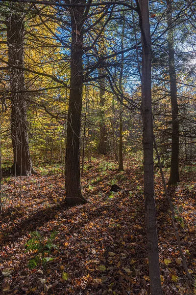 カナダ オンタリオ州中央部の秋の日当たりの良い森 ストックフォト