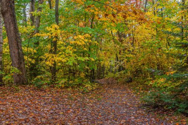 Killarney Park 'ta sonbahar zamanı renkli ağaçlar, Kanada