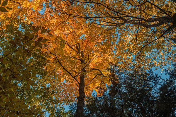 Herbst Sonniger Wald Central Ontario Kanada — Stockfoto