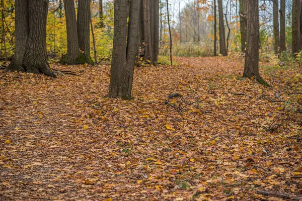 カナダの森には秋の時期に木と葉 ストックフォト