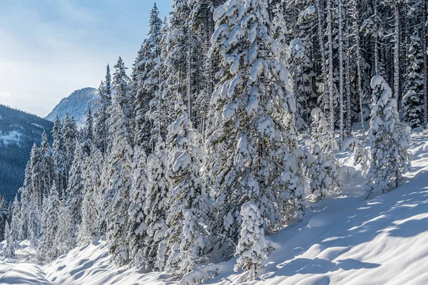 Bos Banff National Park Winter Alberta Canada Rechtenvrije Stockafbeeldingen