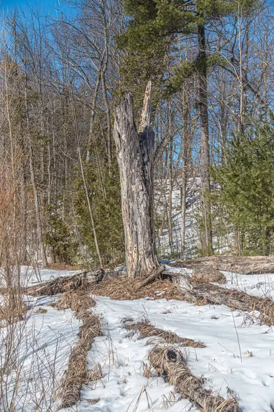 Дерева Сніг Сонячний Зимовий День Лісі — стокове фото