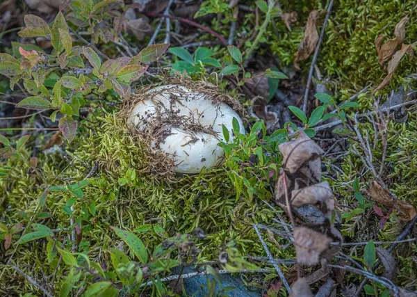 Wilde Pilze Kanadischen Wald Zur Herbstzeit Stockbild