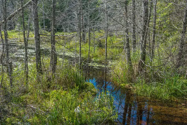 カナダのマスコカで夏の森の湖 ロイヤリティフリーのストック画像