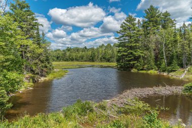 Yaz mevsiminde Forest Gölü. Killarney. Kanada