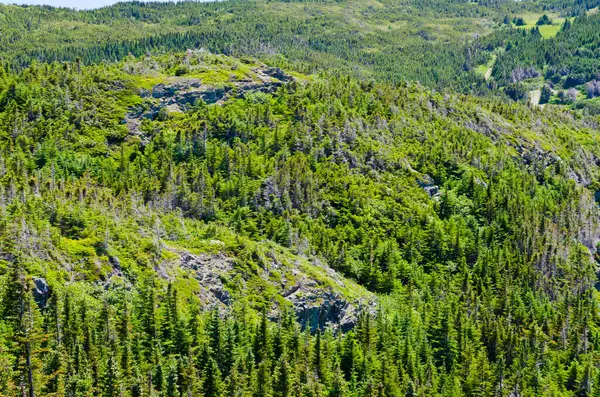 Gran Och Gran Träd Solig Dag Newfoundland Royaltyfria Stockbilder
