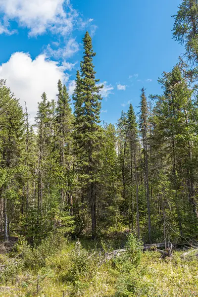 Paysage Avec Forêt Dans Nord Ontario Canada Images De Stock Libres De Droits