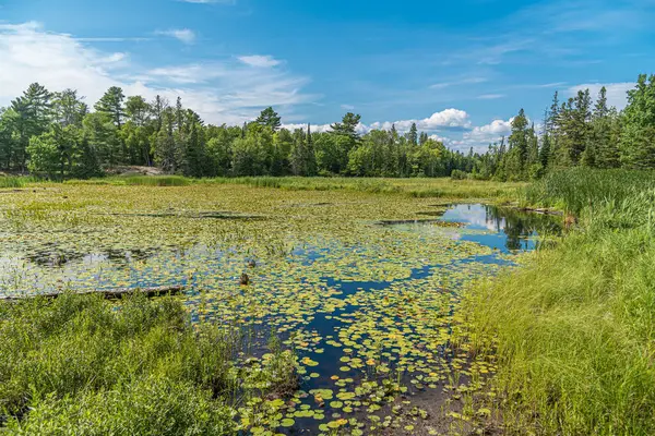 夏時間の森林湖 グランディ湖公園 カナダ ストック画像