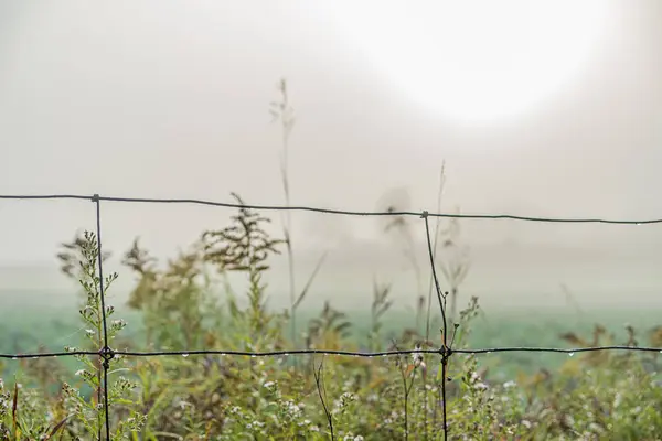 午前中は強い霧と田舎の農場 ロイヤリティフリーのストック写真