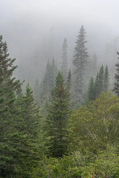 カナダ スペリオル湖近くの森の丘の上に強い霧 ストック写真