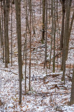 Kışın ormanda yerde kar var.