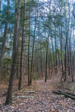 Kışın yapraklar yerde, ormanda.