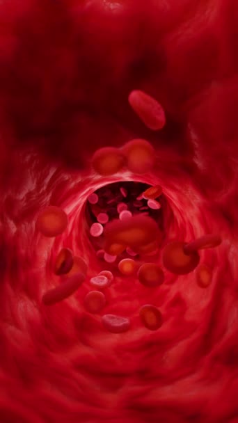 Красные Кровяные Клетки Артерии Вертикальное Петлевое Видео — стоковое видео