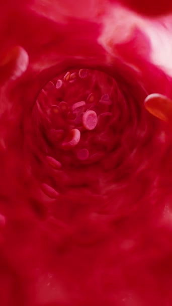 Ερυθρά Αιμοσφαίρια Στην Αρτηρία Κάθετη Βίντεο — Αρχείο Βίντεο