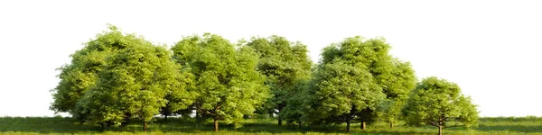 Row Trees Grassy Field White Transparent Background Rendering Illustration — Stok fotoğraf