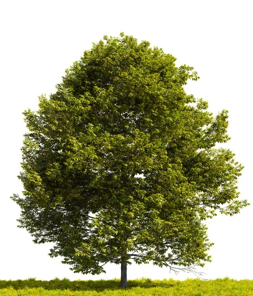 Duże Zielone Drzewo Grawitacyjne Trawiastym Polu Białym Przezroczystym Tle Ilustracja — Zdjęcie stockowe