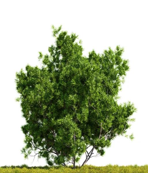 Large Green Red Shanks Tree Top Lush Green Field White — Stock Photo, Image