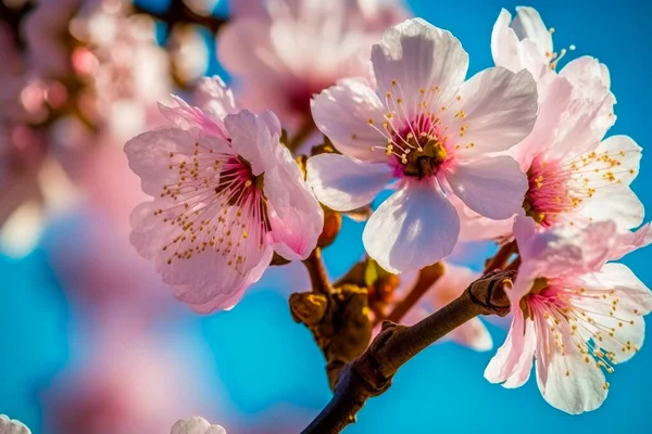 Cherry Blossoms Tree Blue Sky — Stock Photo, Image