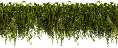 Simetrik bir desen içinde asmalı yeşil bitkilerden oluşan bir kolleksiyon.