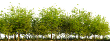 Beyaz arka planda yeşil yapraklı bir sıra ağaç.