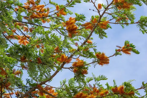 春天花冠上的Grevillea Robusta或丝绒橡木分枝 图库图片