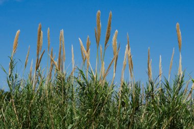 Arundo Donax ya da Blue Sky geçmişli İspanyol Reed.