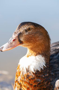 Güneş ışığı nehri, yumuşak dalgalar oluşturan ördek. Doğanın balesi, akan su ve kanat çırpan kanatlar senfonisi.