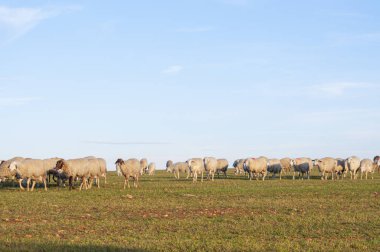 Resimli manzara, çayır yünlü koyunlar, taş duvarlar. Avrupa tarım yaşam tarzı, tepeler ve zeytin ağaçları, kırsal güzellikleri yakalıyor