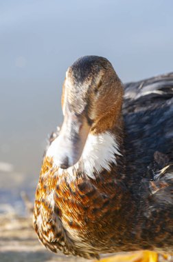 Güneş ışığı nehri, yumuşak dalgalar oluşturan ördek. Doğanın balesi, akan su ve kanat çırpan kanatlar senfonisi.