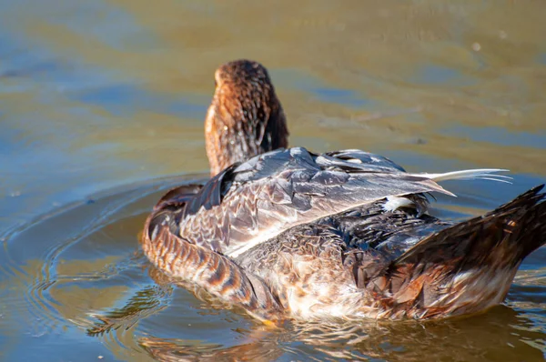 阳光普照的河流 鸭发出柔和的波浪 大自然的芭蕾舞 流水与拍动翅膀的交响曲 — 图库照片