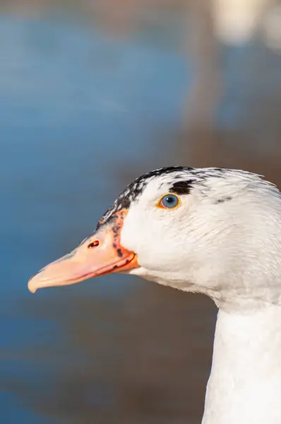 Anmutige Ente Schimmerndes Spiegelbild Unten Eine Ruhige Flussszene Die Den — Stockfoto