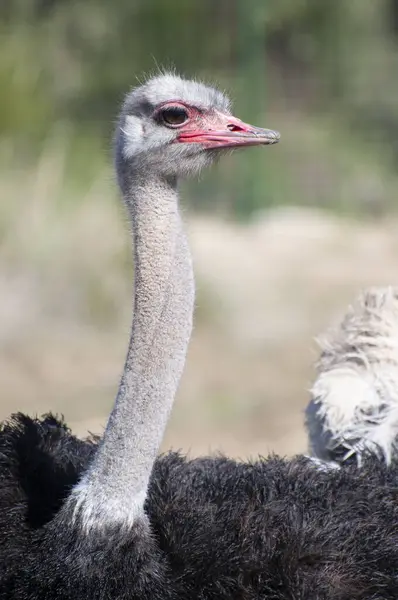 Avestruz Solitario Majestuoso Contra Vasto Paisaje Africano Cuello Largo Ojos — Foto de Stock