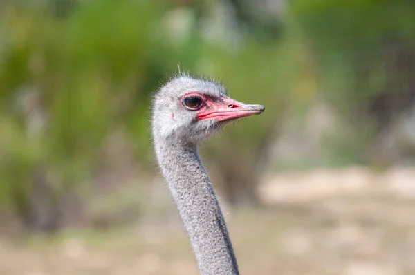 Intimate portrait, depth in its gaze. Curiosity and wonder in nature\'s unique flightless bird. Exotic and captivating