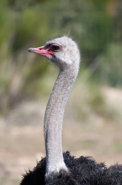 Avestruz Solitario Majestuoso Contra Vasto Paisaje Africano Cuello Largo Ojos — Foto de Stock