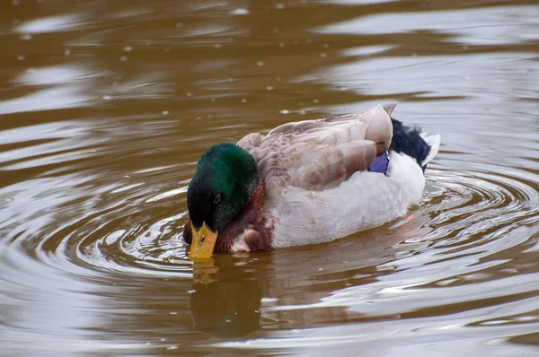 Vibrant green head, duck amidst gentle river ripples. Nature\'s tapestry, where avian elegance meets serene waterways