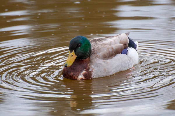 Vibrant green head, duck amidst gentle river ripples. Nature\'s tapestry, where avian elegance meets serene waterways