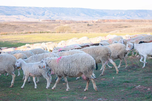 Sıcak İspanyol güneşinin altında otlayan beyaz koyun sürüsü. Yuvarlanan tepeler, uzaktaki zeytin ağaçları, kırsal İspanya 'nın özü.