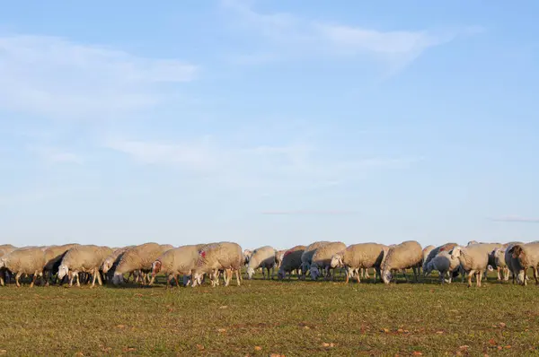 Picturesque View Woolly Sheep Meadow Stone Walls European Farm Lifestyle — Stock Photo, Image