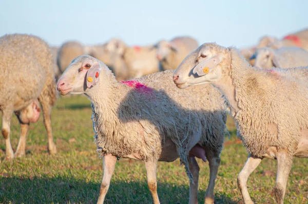 Flock Sheep Shepherd Dog Guarding Mediterranean Hills Traditional Ovine Farming — Stock Photo, Image