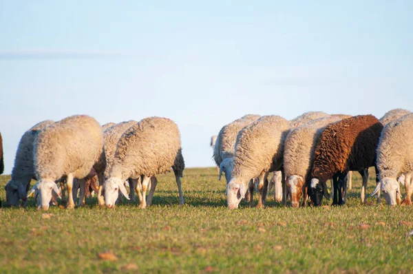 Flock White Sheep Grazing Warm Spanish Sun Rolling Hills Olive — Stock Photo, Image