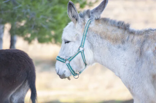骑马的美丽 牧养的驴 夏季收获 小麦飘扬 象征着丰富的耕作文化 — 图库照片