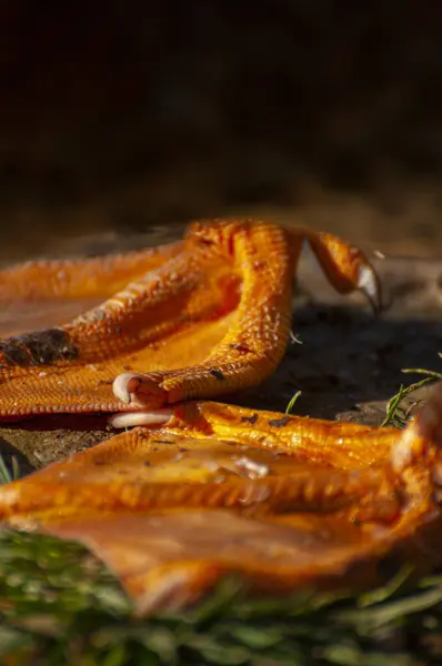 Sunlit Sungai Bebek Menciptakan Gelombang Lembut Balet Alam Sebuah Simfoni — Stok Foto