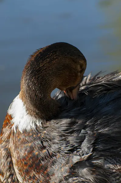Bebek Anggun Refleksi Berkilauan Bawah Ini Sebuah Pemandangan Sungai Yang — Stok Foto