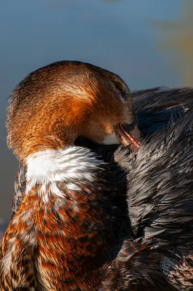 Bebek Anggun Refleksi Berkilauan Bawah Ini Sebuah Pemandangan Sungai Yang — Stok Foto